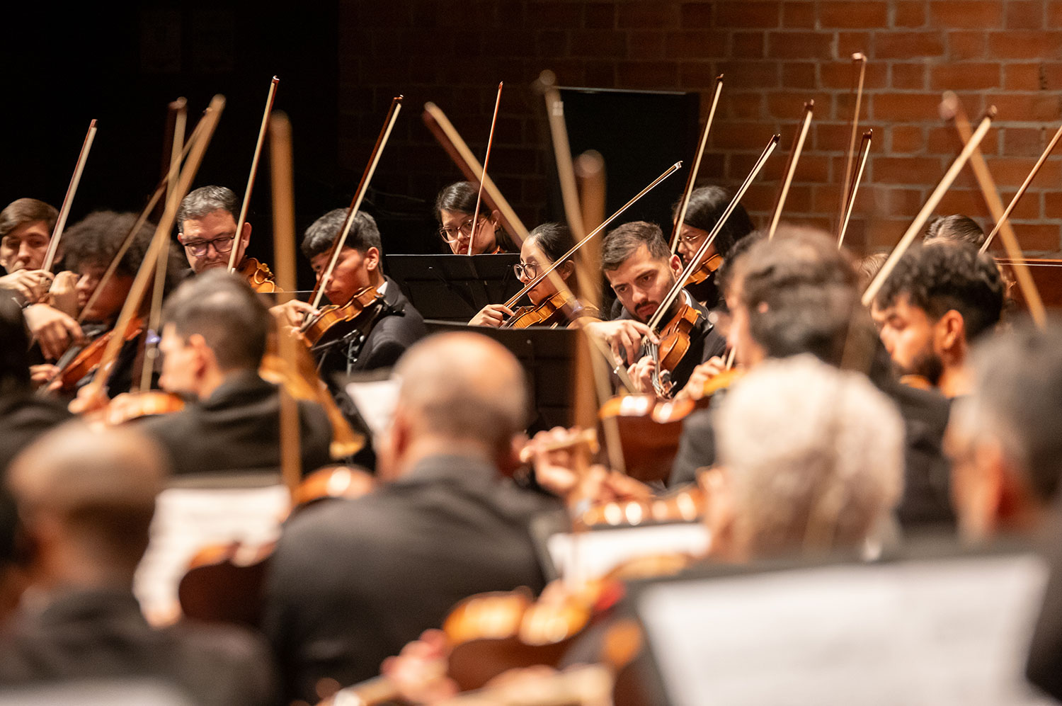 Una sección de cuerdas de una orquesta sinfónica, compuesta por violinistas y violistas, interpreta una pieza musical en un auditorio. Los músicos, vestidos de negro, están concentrados en sus partituras y moviendo los arcos de sus instrumentos en sincronía, creando un ambiente de armonía y profesionalismo