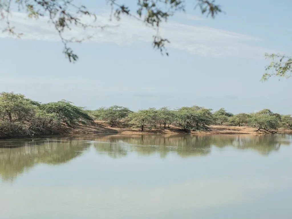 Espejo de agua rodeado de árboles en el desierto de La Guajira, reflejando el cielo claro, símbolo de vida y resiliencia en el territorio.