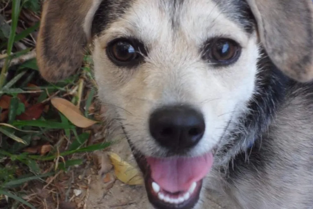 Fruna perrita de cara tierna adoptada por Marisol