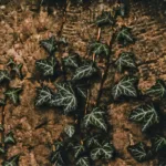 ¨¨